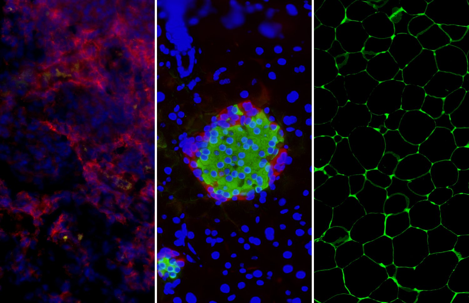 Image Histology