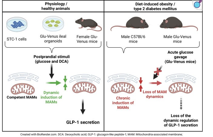 Image actualité CarMeN - Diabetologia -July 2026- Humbert A. and col.- MERISM and DO-IT Teams
